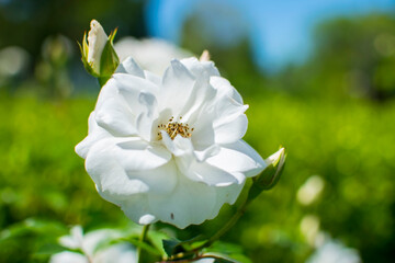 Hermosa rosa blanca junto a dos capullos a su lado