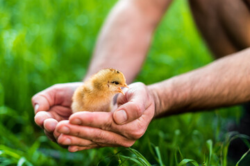 Chicken in hand. The small newborn chicks in the hands of man.