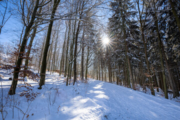 Winterspaziergang im Wald