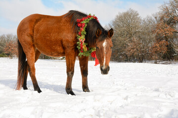 Cute little red bay Arabian horse standing in snowy pasture wearing a Christmas wreath with red and gold tinsel and bows, looking at the viewer