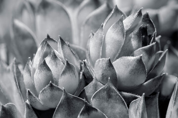Hens and chicks, succulents, USA