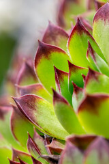 Hens and chicks, succulents, USA