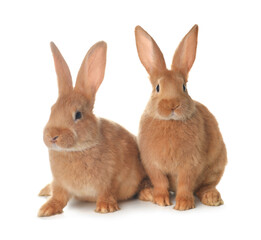Cute bunnies isolated on white. Easter symbol