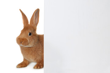 Cute bunny isolated on white. Easter symbol