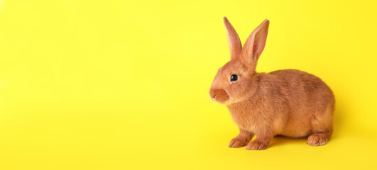 Cute bunny on yellow background. Easter symbol