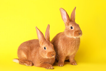 Cute bunnies on yellow background. Easter symbol