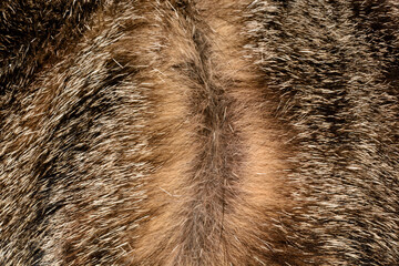 Brown tabby cat hair divided to roots to show the coloration of individual hairs; with distinct...