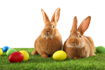 Fototapeta na wymiar Cute bunnies and Easter eggs on green grass against white background
