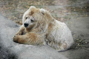 White polar bear lying on the ground.