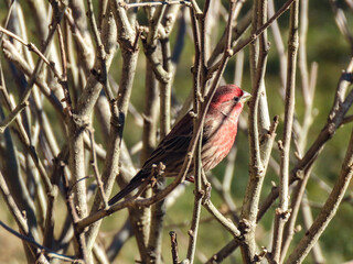 House Finch in Shrub