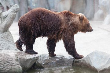 Obraz na płótnie Canvas Wet brown bear walking along the rocks