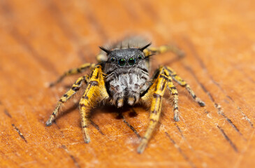 Beautiful, colorful, male Phidippus mystaceus jumping spider looking at the viewer