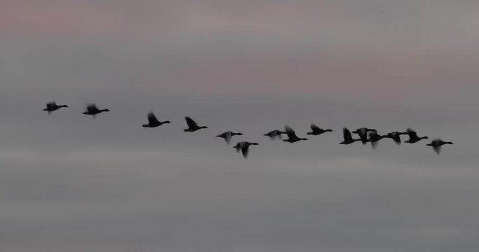 oie cendr&eacute;e (Anser anser) en migration au coucher de soleil