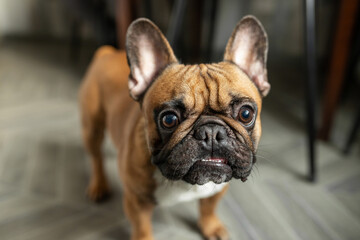 French bulldog looking at camera. Indoor