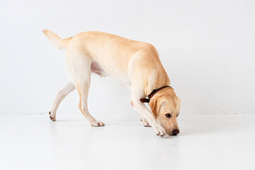 Young yellow labrador retriever smelling the floor. Side view