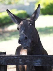 Portrait of curious funny donkey.