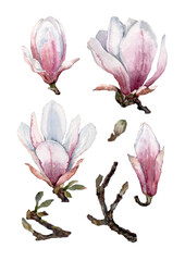 Set of spring flowers of blossoming magnolia with buds and branches. Watercolor hand drawn illustration of isolated elements on white background for design of cards, wedding invitations, print.