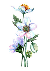 A bouquet of delicate flowers anemones with green branches and buds on a white background. Watercolor hand drawn illustration for design of cards, wedding invitations, packaging, print, textiles.