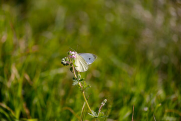 The large white, also called cabbage butterfly, cabbage white, cabbage moth (Pieris brassicae), on yellow flower. White butterfly. Blurry green background.