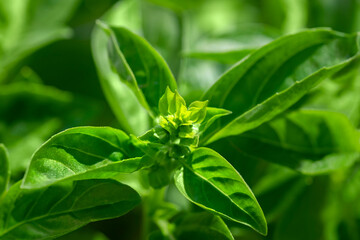 Fresh basil plant, USA