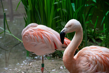 Flamingo Birds. The American flamingo (Phoenicopterus ruber) is a large species of flamingo also known as the Caribbean flamingo