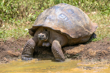 Giant tortoises in the Galapagos