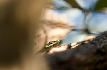 Zootoca vivipara (Lacerta vivipara) closeup portrait. An image of a Common Lizard in its natural environment
