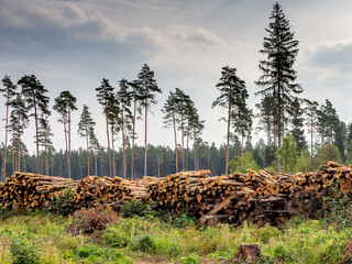 Cut forest in Minsk region Belarus