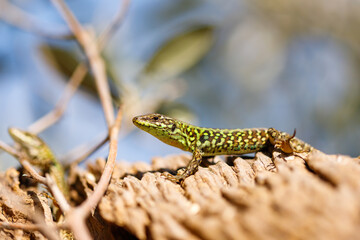 Zootoca vivipara (Lacerta vivipara) closeup portrait. An image of a Common Lizard in its natural environment