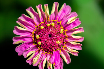 Pink zinnia, USA.