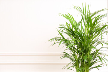 Beautiful palm plant near white wall indoors, space for text. House decoration