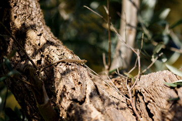 Zootoca vivipara (Lacerta vivipara) closeup portrait. An image of a Common Lizard in its natural environment