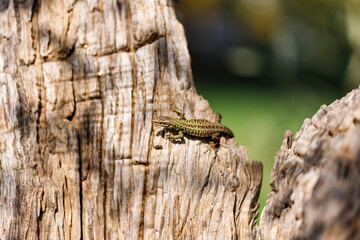 Zootoca vivipara (Lacerta vivipara) closeup portrait. An image of a Common Lizard in its natural environment