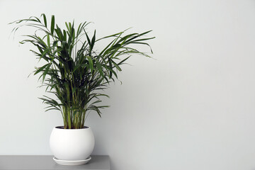 Exotic house plant in pot on table near grey wall. Space for text