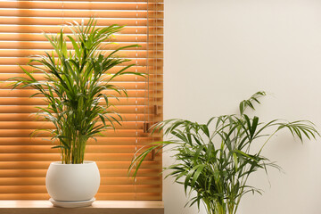 Exotic house plants near window in room