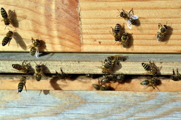 Bienen schwirren um einen Bienenstock