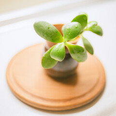 Sprout money tree in a pot on the white table. Young crassula flower