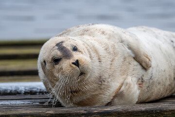 Naklejka premium A large bearded adult seal lying on a wooden slipway near the ocean. The bearded seal has a light grey coloured wet fur coat with long white curly whiskers. It has a heart shaped nose.