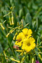 Bermuda Buttercup, Cape Wood sorrel