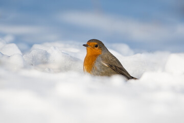 Robin (readbreast perched) in snow.