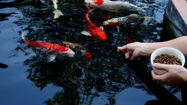 Feed the koi or crap with your bare hands. Fish tamed to the farmer. An outdoor koi fancy fish pond for beauty and relaxation.