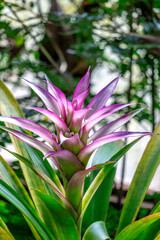 Bromeliad