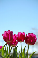 Cluster of blooming magenta tulips with green leaves under a clear blue sky, illustrating ornamental spring planting and seasonal floral display in landscape or garden settings
