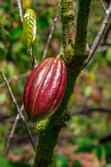 Cacao fruit