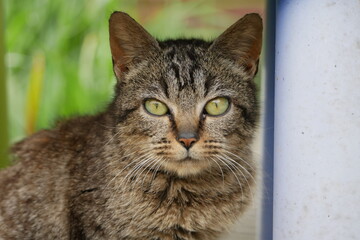 Portrait en gros plan de chat qui regarde