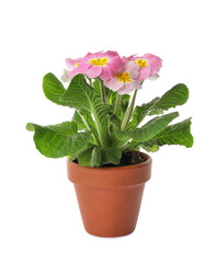Beautiful potted primula flowers isolated on white