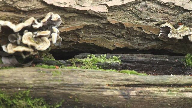 A cute Common Shrew (Sorex araneus) foraging for food in a log pile.	