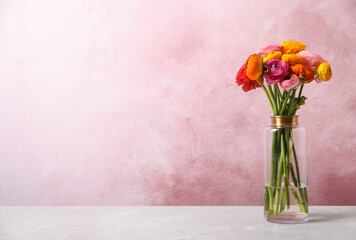 Beautiful fresh ranunculus flowers in vase on white table near color wall, space for text