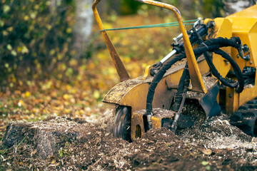 The yellow stump cutter performs strain milling work by cutting the birch strain. shallow depth of field