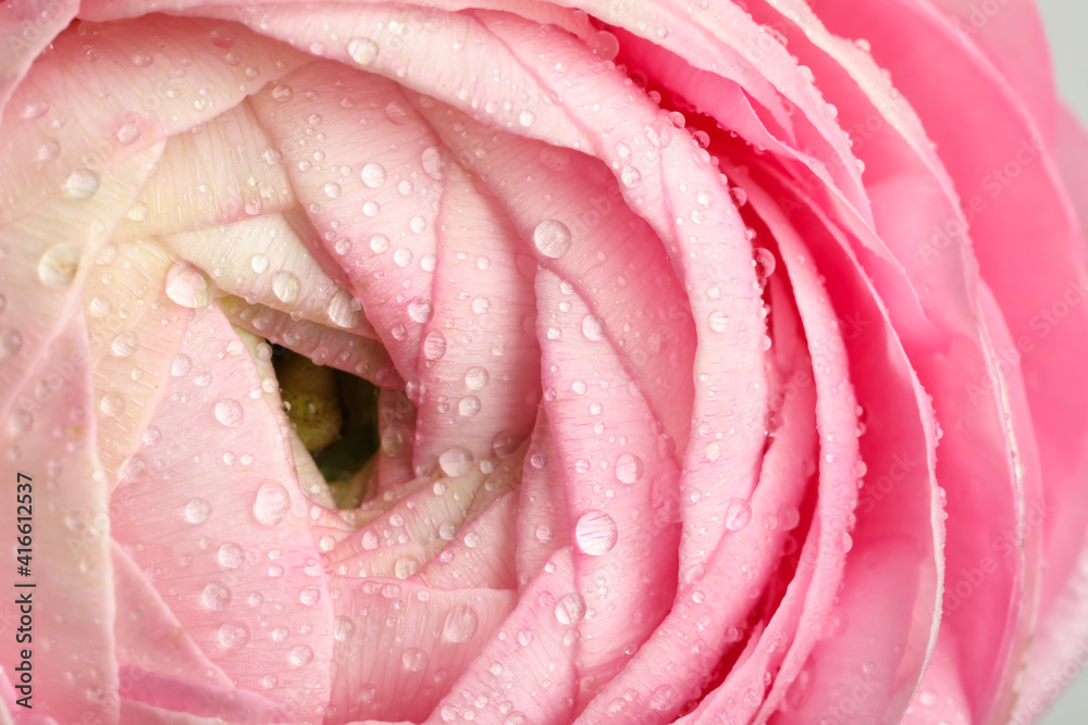 Wall mural closeup view of beautiful ranunculus flower with water drops